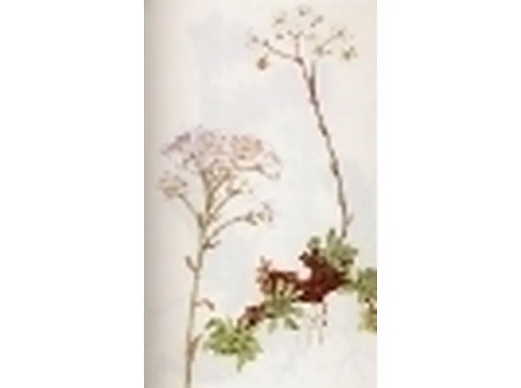 saxifraga aizoon