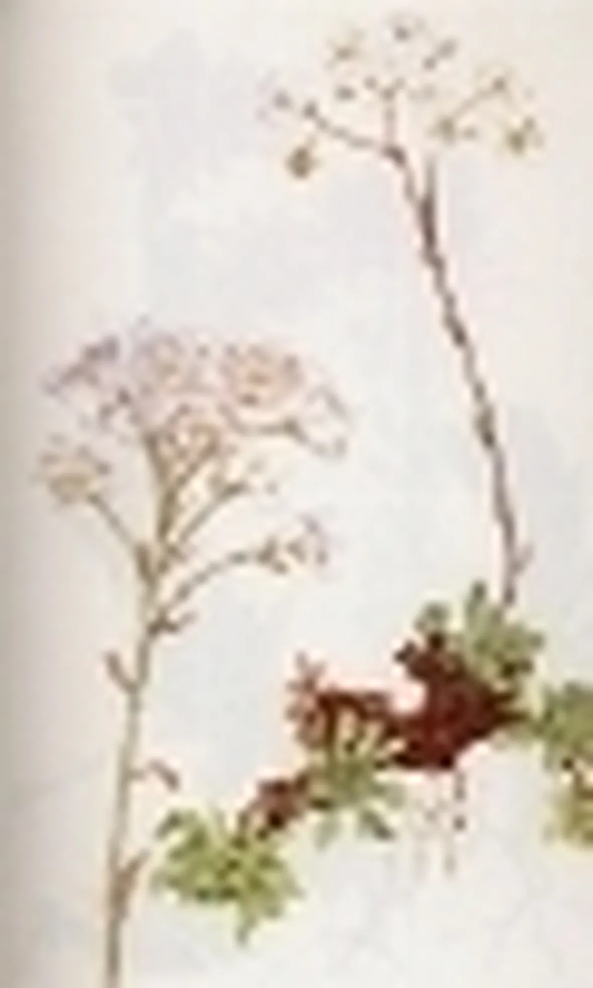 saxifraga aizoon