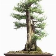 Podocarpo bonsai