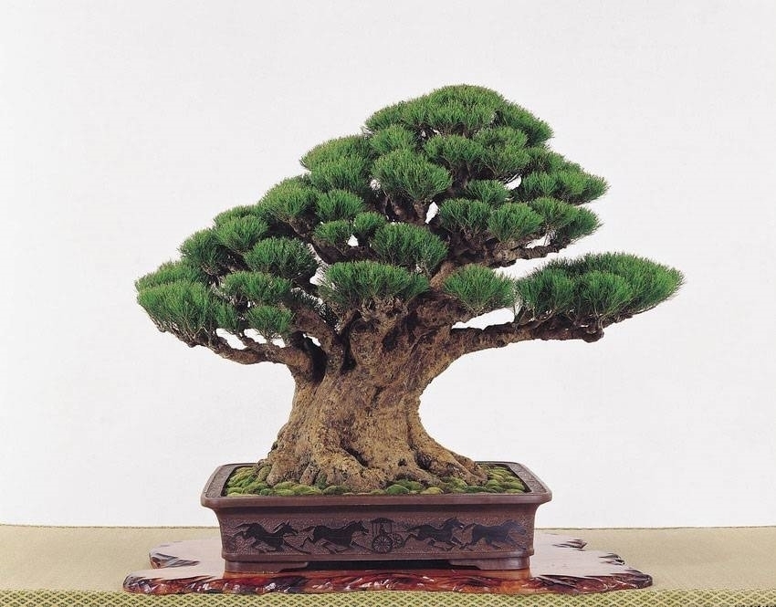 Quercia o Quercus Bonsai - Consigli utili sulla coltivazione - Vivaio  Ranieri