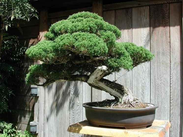 coltivare bonsai - Schede Bonsai - coltivazione dei bonsai