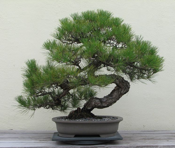 Filo bonsai professionale 1mm