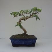 Ficus retusa