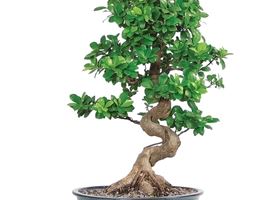 Potatura ficus bonsai