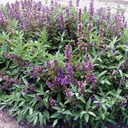 La pianta della salvia, riconoscibile per i suoi fiori viola raccolti in grappoli