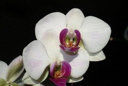 Orchidea, una vera bellezza in casa: come conservarla