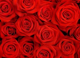 fiori rosa rossa
