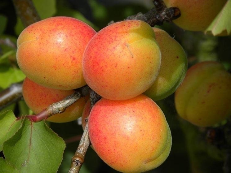 Albicocco - Prunus armeniaca - Prunus armeniaca - Frutteto - Albicocco -  Prunus armeniaca - Frutteto