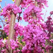 cercis