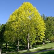 Liriodendron albero