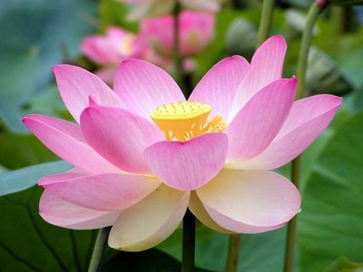 Fiore di loto - Piante acquatiche - Coltivare fiore di loto