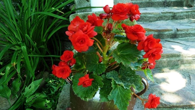 Begonia rossa