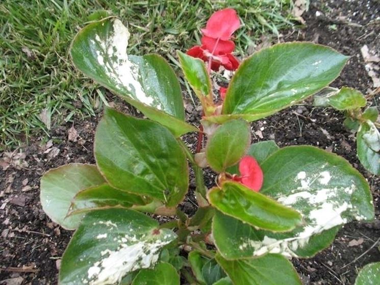 Begonia malata