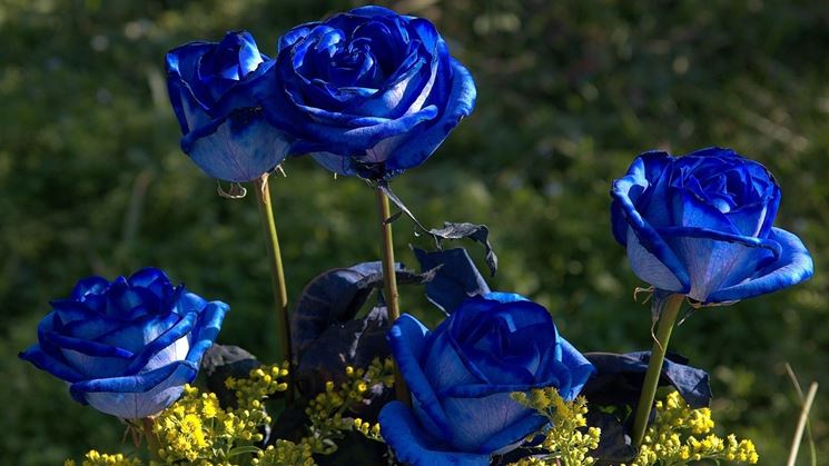 Rose blu naturali - Rose - Varietà rose
