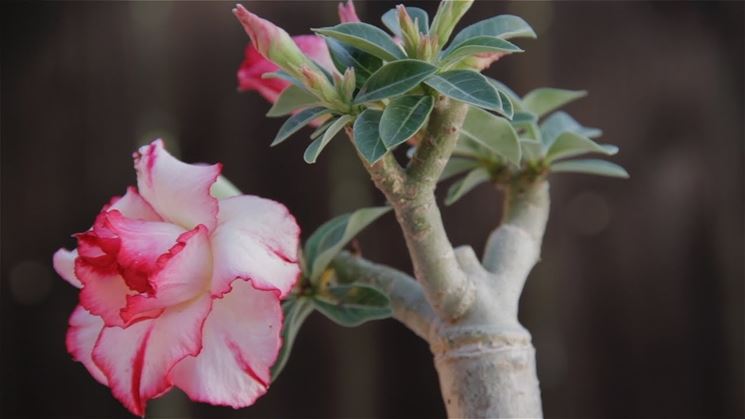 Rosa del deserto, oleandro del Madagascar - Adenium obesum - Adenium obesum  - Piante Grasse - Rosa del deserto, oleandro del Madagascar - Adenium  obesum - Succulente