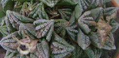 Ariocarpus