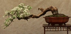 Gli stili bonsai