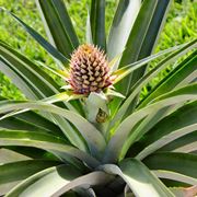 Una <strong>pianta di ananas</strong> in vaso