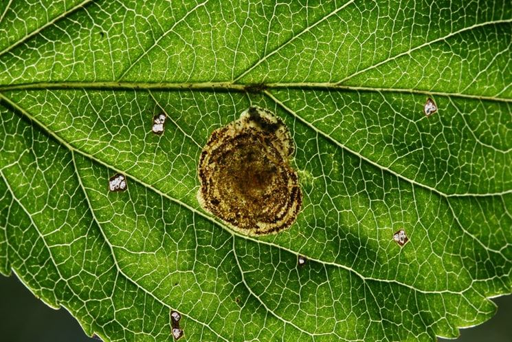 Evidente infestazione da Cemiostoma