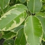 Ficus a foglie variegate