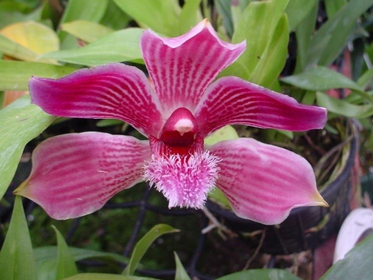 orchidea pescatorea coronaria