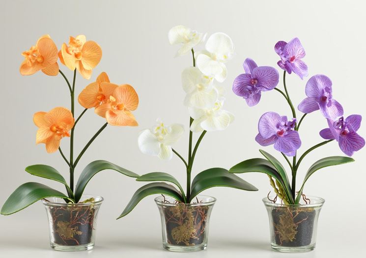 Concime orchidee - Orchidee - Concime per orchidee