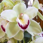Orchidea Cymbidium di colore bianco