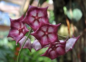 Orchidee rare