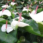 anthurium bianco