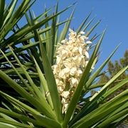 Fiori in un esemplare di Yucca