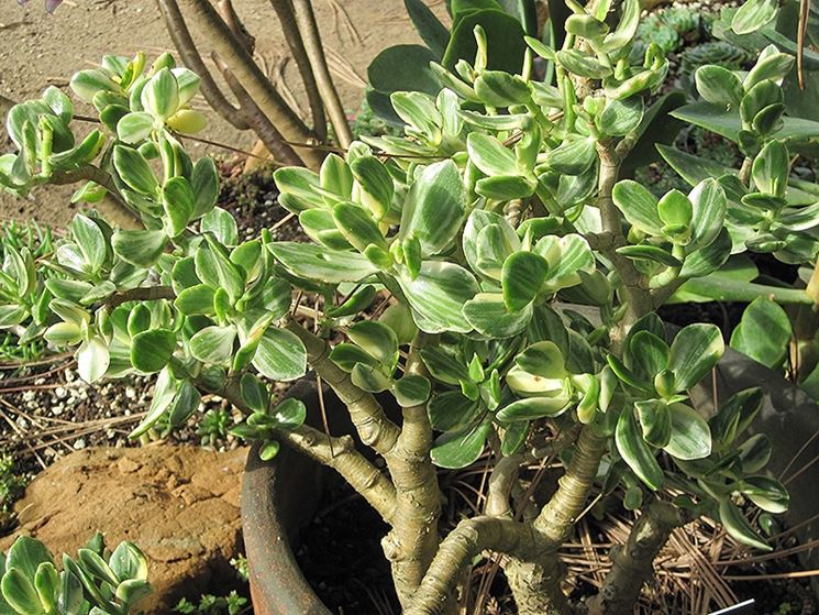 Come riprodurre un albero di giada con una foglia - Pianta Succulenta
